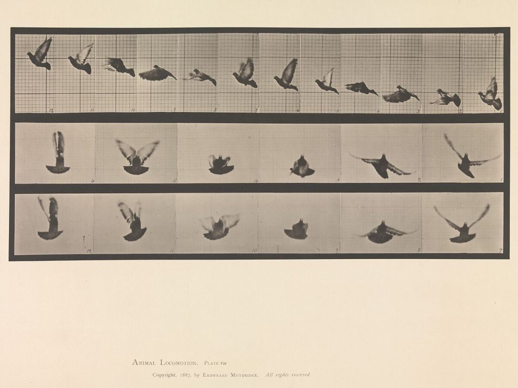 Muybridge: Fotografer yang Menciptakan Sinema 4 image 11 1